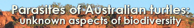 PARASITES OF AUSTRALIAN TURTLES
