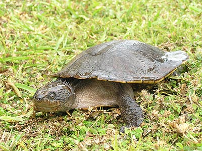 Parasites of Australian turtles